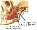 اضغط على الصورة لعرض أكبر. 

الإسم:	pterygoid.jpg 
مشاهدات:	1 
الحجم:	44.2 كيلوبايت 
الهوية:	172109