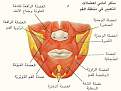 اضغط على الصورة لعرض أكبر. 

الإسم:	عضلات الرأس4.jpg 
مشاهدات:	1 
الحجم:	27.0 كيلوبايت 
الهوية:	172110