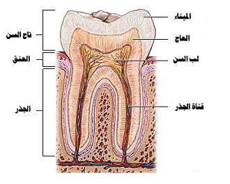 اضغط على الصورة لعرض أكبر. 

الإسم:	asnan2.jpg 
مشاهدات:	1 
الحجم:	74.8 كيلوبايت 
الهوية:	171977
