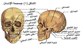 اضغط على الصورة لعرض أكبر. 

الإسم:	jomjoma.jpg 
مشاهدات:	1 
الحجم:	24.8 كيلوبايت 
الهوية:	171979