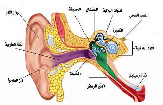 اضغط على الصورة لعرض أكبر. 

الإسم:	ear1.jpg 
مشاهدات:	1 
الحجم:	34.0 كيلوبايت 
الهوية:	172050