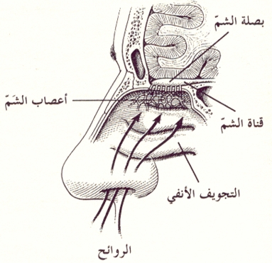 اضغط على الصورة لعرض أكبر. 

الإسم:	palnurse97481247b6.jpg 
مشاهدات:	1 
الحجم:	99.2 كيلوبايت 
الهوية:	172052