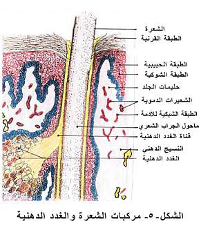 اضغط على الصورة لعرض أكبر. 

الإسم:	sha3r4.jpg 
مشاهدات:	1 
الحجم:	81.1 كيلوبايت 
الهوية:	172113