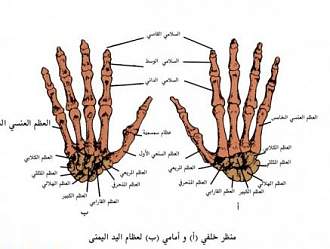 اضغط على الصورة لعرض أكبر. 

الإسم:	yad1.jpg 
مشاهدات:	1 
الحجم:	65.5 كيلوبايت 
الهوية:	172256