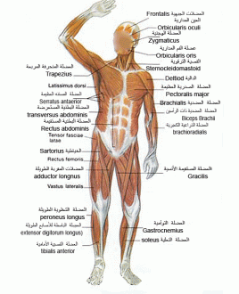 اضغط على الصورة لعرض أكبر. 

الإسم:	muscle-f.gif 
مشاهدات:	1 
الحجم:	127.9 كيلوبايت 
الهوية:	172263