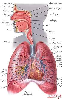 اضغط على الصورة لعرض أكبر. 

الإسم:	1266771671_respiratory_system.jpg 
مشاهدات:	1 
الحجم:	322.7 كيلوبايت 
الهوية:	172421