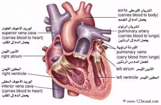 اضغط على الصورة لعرض أكبر. 

الإسم:	Heart_02.png 
مشاهدات:	1 
الحجم:	182.0 كيلوبايت 
الهوية:	172420